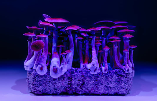 Have Scientists Discovered Why Magic Mushrooms Evolved to Be So 'Magical'?