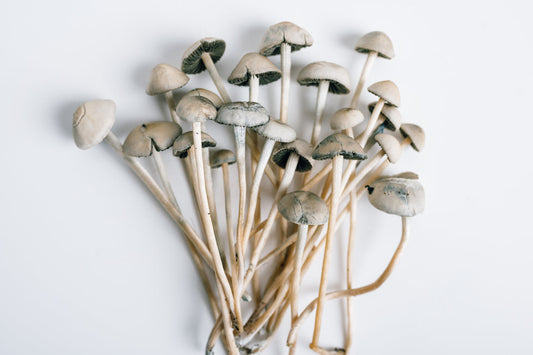 Worlds Strongest Magic Mushroom