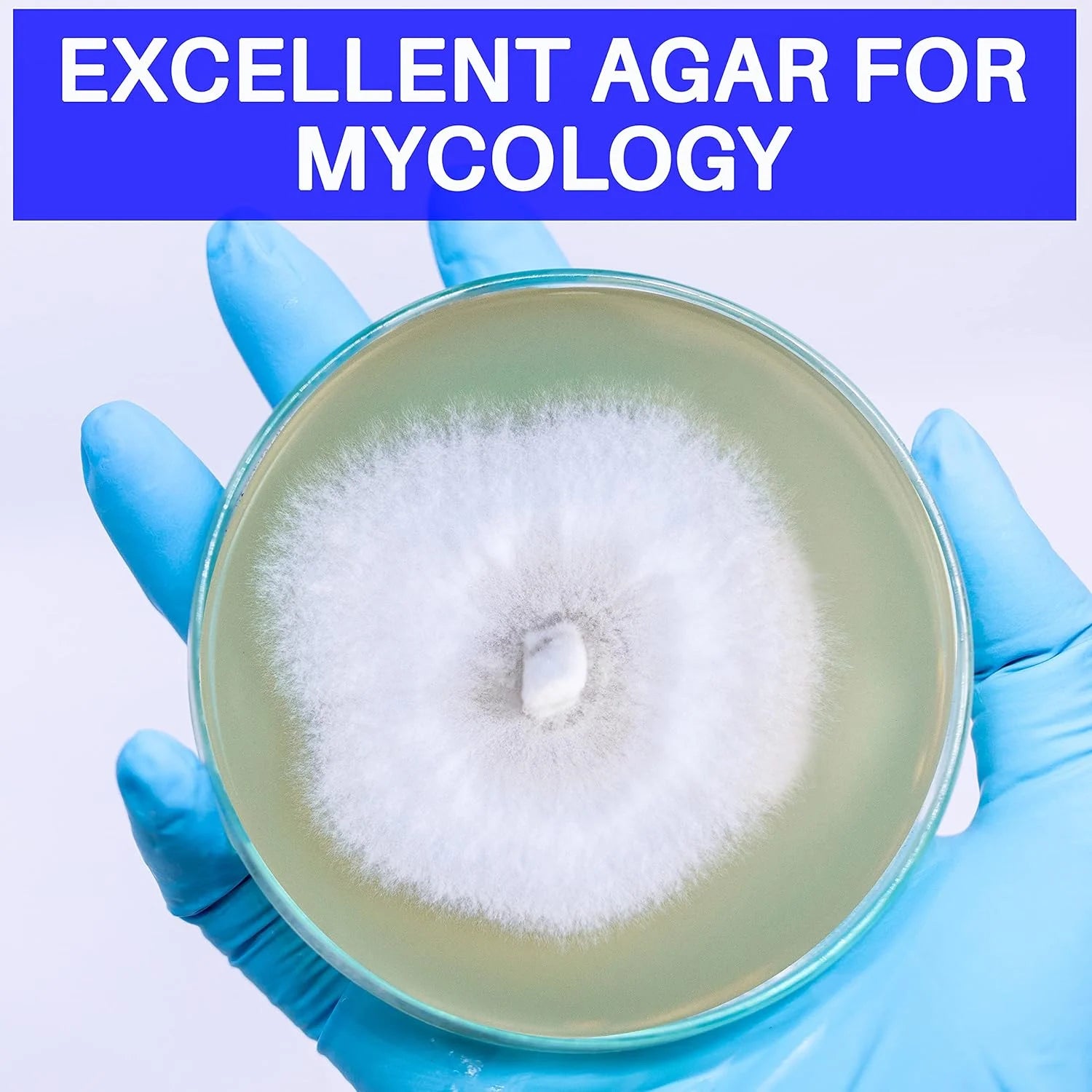 Malt Extract Agar Powder 100G by , Can Make over 100 Agar Petri Dishes, for Mold & Fungus, Ideal for Mushrooms & Science Projects