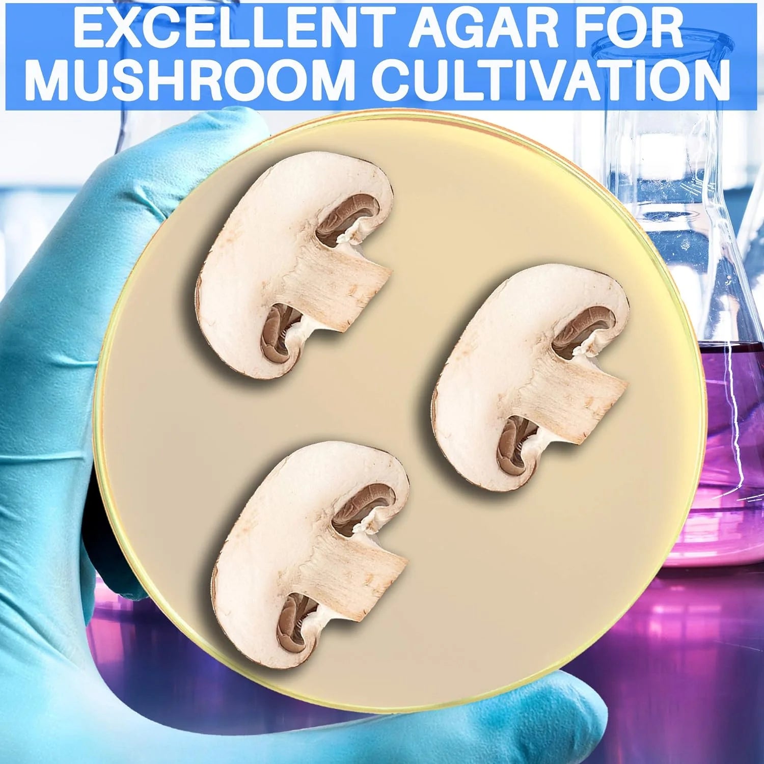 Malt Extract Agar Powder 100G by , Can Make over 100 Agar Petri Dishes, for Mold & Fungus, Ideal for Mushrooms & Science Projects