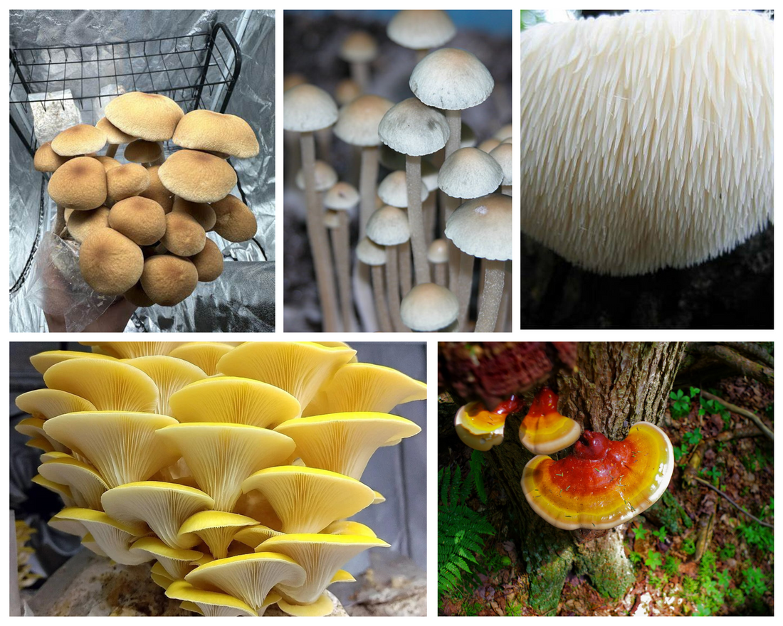 Beyond Cubensis