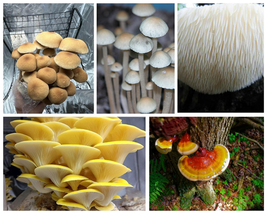 Beyond Cubensis