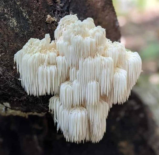 The Power of Lion’s Mane Mushrooms